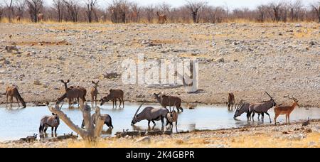 Black faced Impala, Oryx and Kudu at a busy waterhole in Etosha National Park, Stock Photo