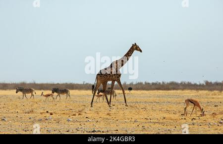 Giraffe walking across the African plains with zebra, springbok and an ostrich, with a bush background. Southern Africa