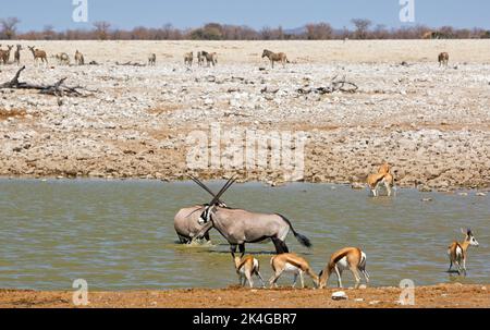 Oryx and springbok coolong down in a waterhole in Etosha National park, Namibia Stock Photo