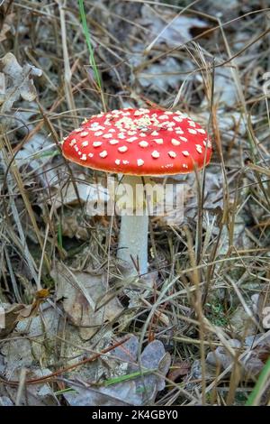 Vertical shot of fly agarics growing in a forest Stock Photo - Alamy