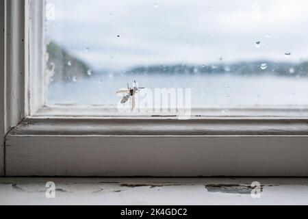 wasp on the glass of a window indoors Stock Photo