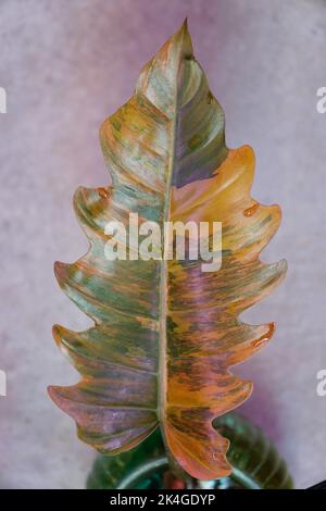 Stunning variegated and marbled leaf of Philodendron Caramel Marble, a rare tropical plant Stock Photo