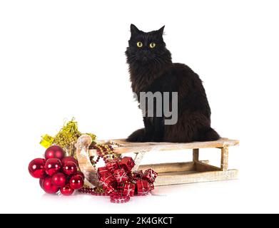 black british longhair in front of white background Stock Photo