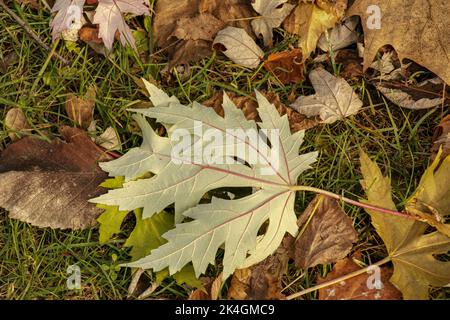 Fallen maple leave on the grass. Autumn background. Stock Photo