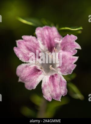 Flower of Snowbush, Snowrose or Tree of Thousand Stars (Serissa japonica ‘Variegata’) Stock Photo