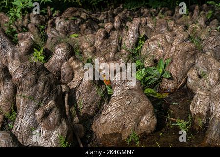 Pneumatophores of Bald Cypress (Taxodium distichum) Stock Photo