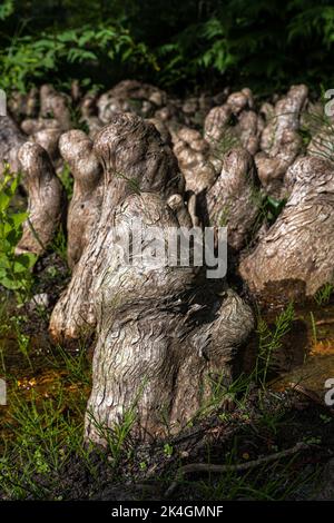 Pneumatophores of Bald Cypress (Taxodium distichum) Stock Photo