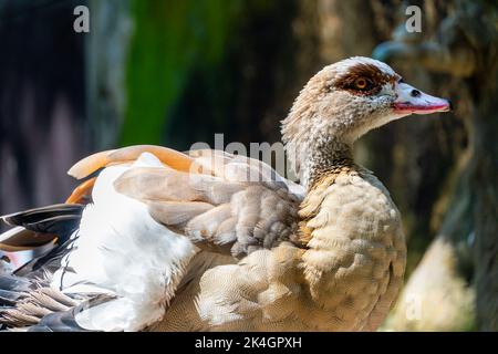 Alopochen aegyptiacus Egypt Nile goose or geese, birds of Africa anatidos anseriform is one of a family which currently unquenched species. zoo Stock Photo