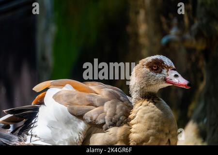 Alopochen aegyptiacus Egypt Nile goose or geese, birds of Africa anatidos anseriform is one of a family which currently unquenched species. zoo Stock Photo