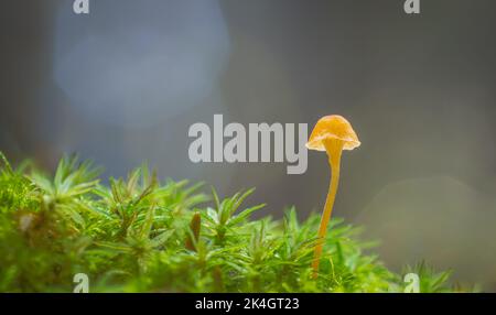 A vibrant little mushroom with empty space for text Stock Photo