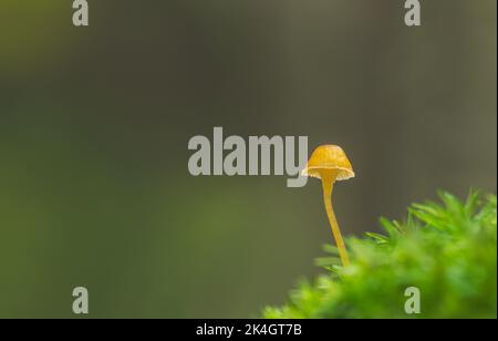A vibrant little mushroom with empty space for text Stock Photo