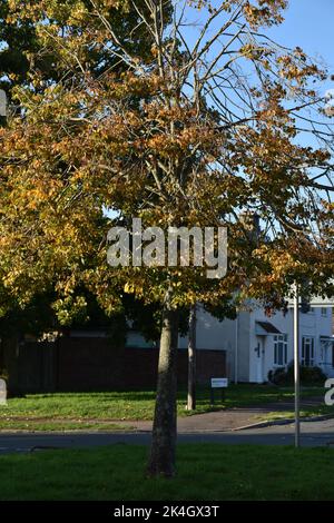 A Tree In Worcester Place, Damaged By Drought Stock Photo