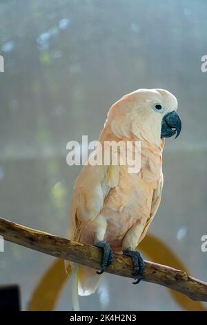 Cacatua galerita cockatoo , also known as the Moluccan cockatoo, is a cockatoo endemic to the Seram archipelago in eastern Indonesia, zoo, mexico Stock Photo