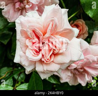 A close up of a flower Stock Photo