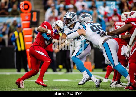 Carolina Panthers linebacker Damien Wilson watches during the