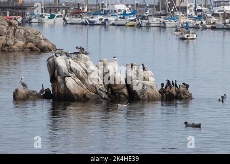 Birds on rocks in the Monterey Bay Stock Photo