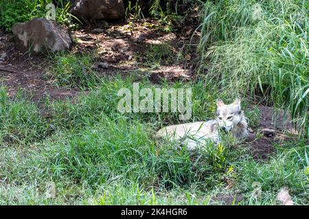 Canis lupus mexican gray wolf at the zoo, behind a mesh containing it, mexico Stock Photo