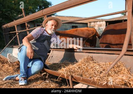 Male mature worker near paddock with cows on farm Stock Photo