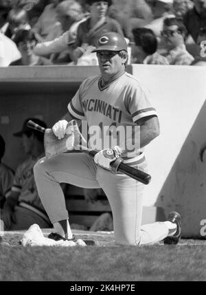 Pete Rose, player and manager of the Cincinnati Reds, is shown during game action at Wrigley Field in Chicago, ca. 1985 Stock Photo