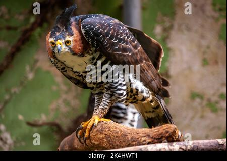 Ornate hawk-eagle (Spizaetus ornatus,) is a fairly large bird of prey from the tropical Americas Stock Photo