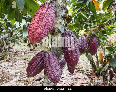 Ripening red pods of Arriba cacao growing on a tree of Theobroma cacao on an organic plantation in southern Ecuador Stock Photo