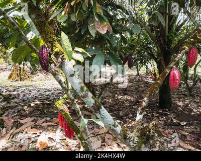 Ripening red pods of Arriba cacao growing on a tree of Theobroma cacao on an organic plantation in southern Ecuador Stock Photo