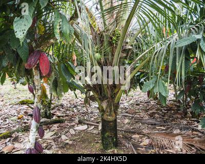 Fresh Young Coconuts on the Palm Tree, delicius Stock Photo