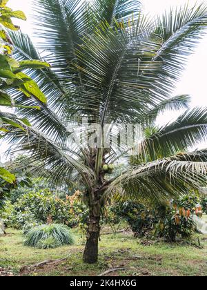 Fresh Young Coconuts on the Palm Tree, delicius Stock Photo