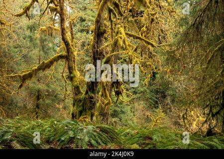 WA22114-00...WASHINGTON -  Moss covered Big Leaf Maple trees and an understory of Western Sword Ferns on a rainy day in the Hoh Rain Forest. Stock Photo