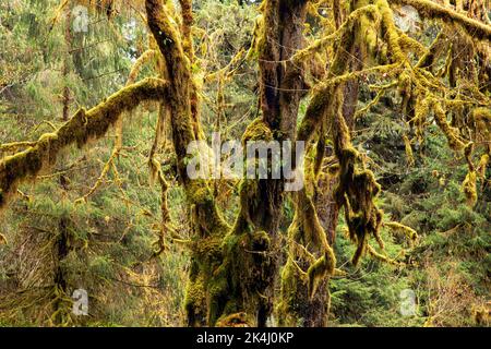 WA22115-00...WASHINGTON - Moss covered Big Leaf Maple trees and an understory of Western Sword Ferns on a rainy day in the Hoh Rain Forest. Stock Photo