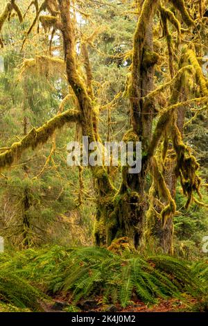 WA22116-00...WASHINGTON - Moss covered Big Leaf Maple trees and an understory of Western Sword Ferns on a rainy day in the Hoh Rain Forest. Stock Photo