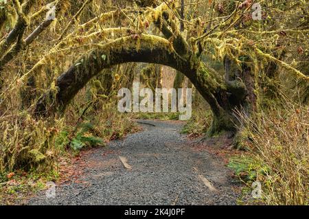 WA22122-00...WASHINGTON - A broken mapple tree bending over the trail through the Hall of Mosses in the Hoh Rain Forest of Olympic National Park. Stock Photo