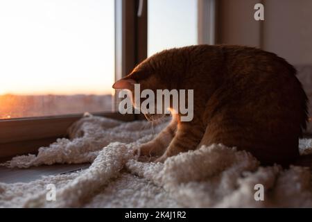 A beautiful ginger cat plays with a warm white blanket in the rays of the setting sun in winter. Front view. Stock Photo