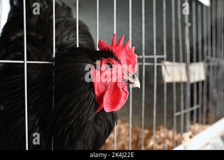 Close view of the side of black chicken's head, as the bird pokes its head out between the metal bars of its cage Stock Photo