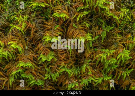 Decorative green moss used for interior design as creative background, decoration of modern living and office spaces, natural texture of reindeer moss Stock Photo