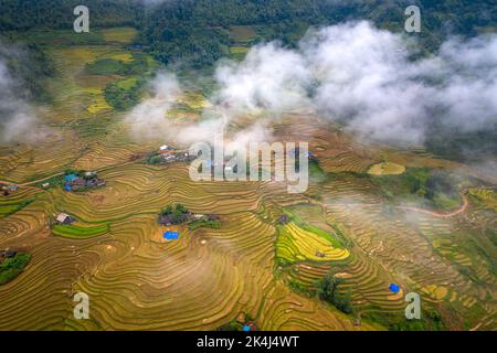 Admire the beautiful terraced fields in Y Ty commune, Bat Xat district, Lao Cai province northwest Vietnam on the day of ripe rice harvest. Rural land Stock Photo