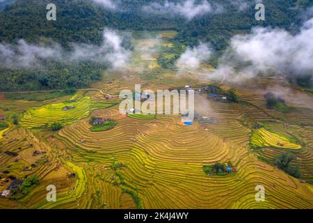 Admire the beautiful terraced fields in Y Ty commune, Bat Xat district, Lao Cai province northwest Vietnam on the day of ripe rice harvest. Rural land Stock Photo