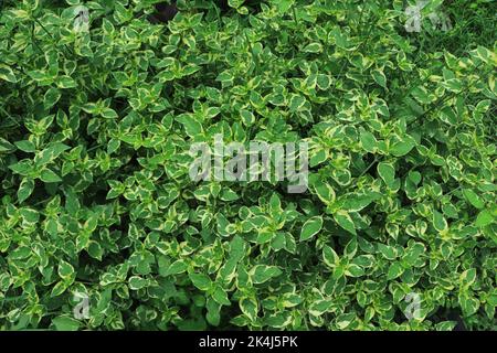 Green Leaves Texture Background , green leaf Stock Photo