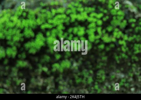 Green moss blur background on wall surface Stock Photo