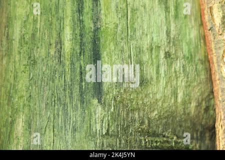 Tree background texture background closeup Stock Photo