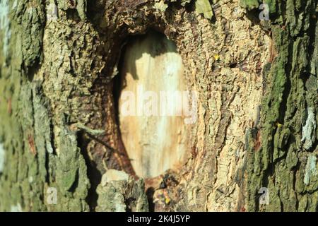 Closeup of texture background of an old oak tree bark Stock Photo