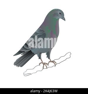Dove Carrier pigeon domestic breed sports bird vector illustration Stock Vector