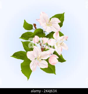 Apple tree branch  with flowers and buds spring background vector illustration Stock Vector
