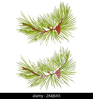 Pine branch with snow and pine cone vector Stock Vector