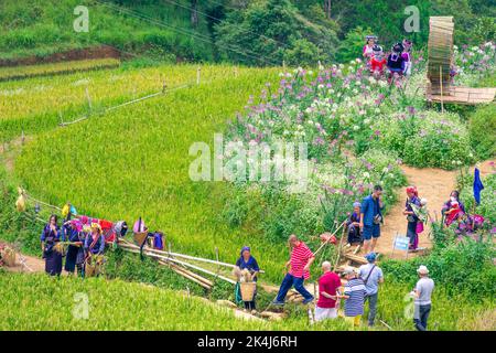 Yen Bai province, Vietnam - 23 Sep 2022: view of tourists and local people in golden rice terraces at Mu cang chai town near Sapa city, north of Vietn Stock Photo