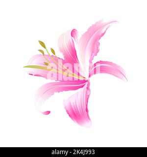 Spring flower pink Lily Daylily vector illustration Stock Vector Image ...