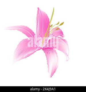 Spring flower Daylily pink Lily vector illustration Stock Vector Image ...