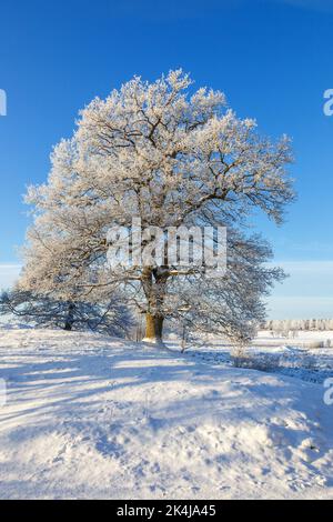 single big oak tree in field with perfect treetop Stock Photo - Alamy