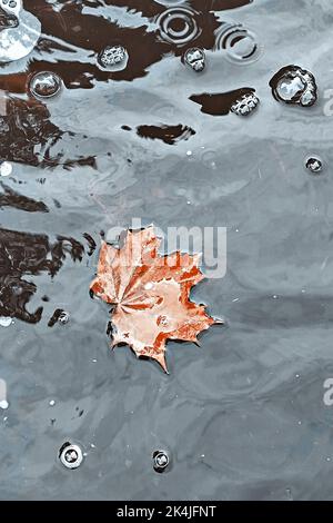 Lonely maple leaf in puddle during the rain. Autumn weather and melancholy Stock Photo