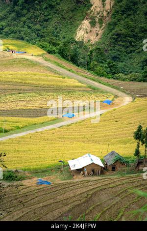 Admire the beautiful terraced fields in Y Ty commune, Bat Xat district, Lao Cai province northwest Vietnam on the day of ripe rice harvest. Rural land Stock Photo